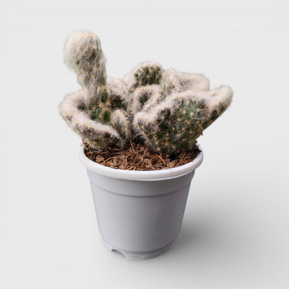 Buy Opuntia Vestita Cristata online India rare cactus