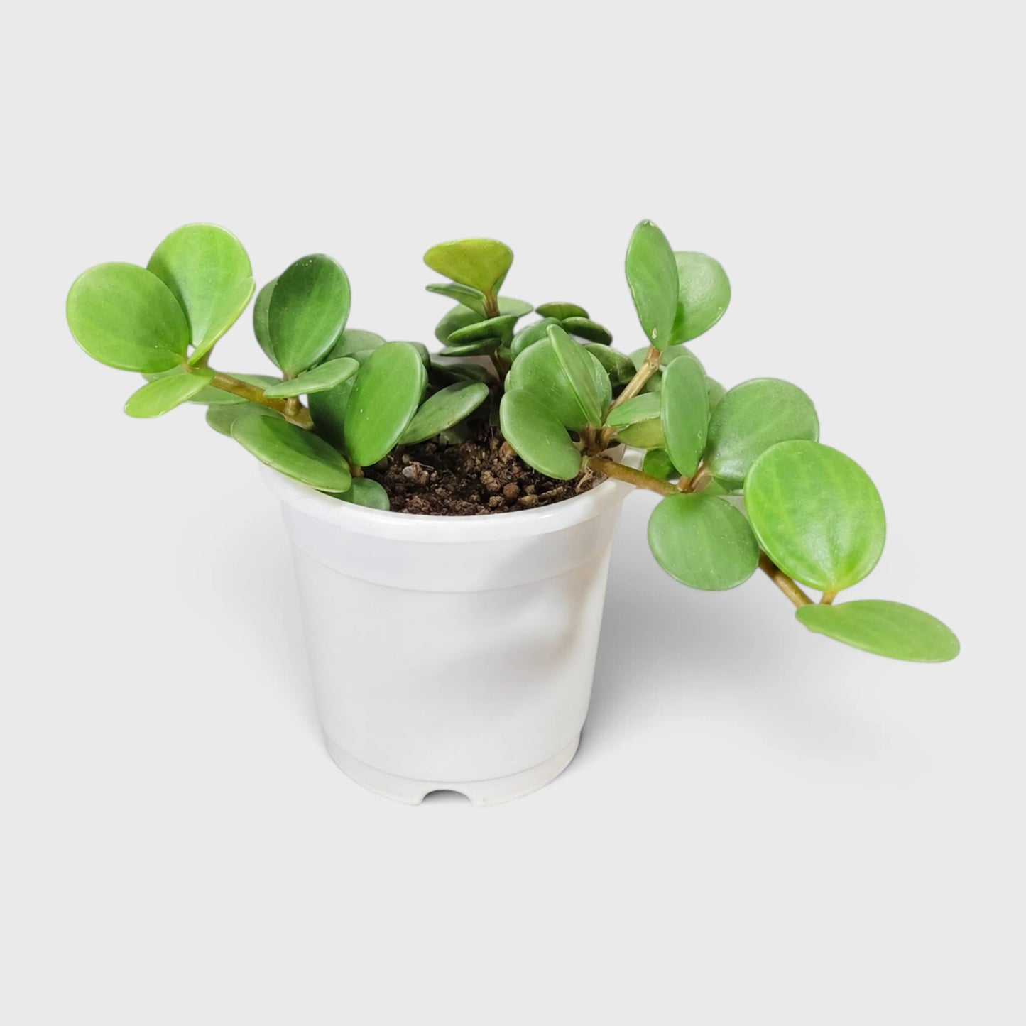 Peperomia Hope (Peperomia Tetraphylla) | Mature Hanging Indoor Plant