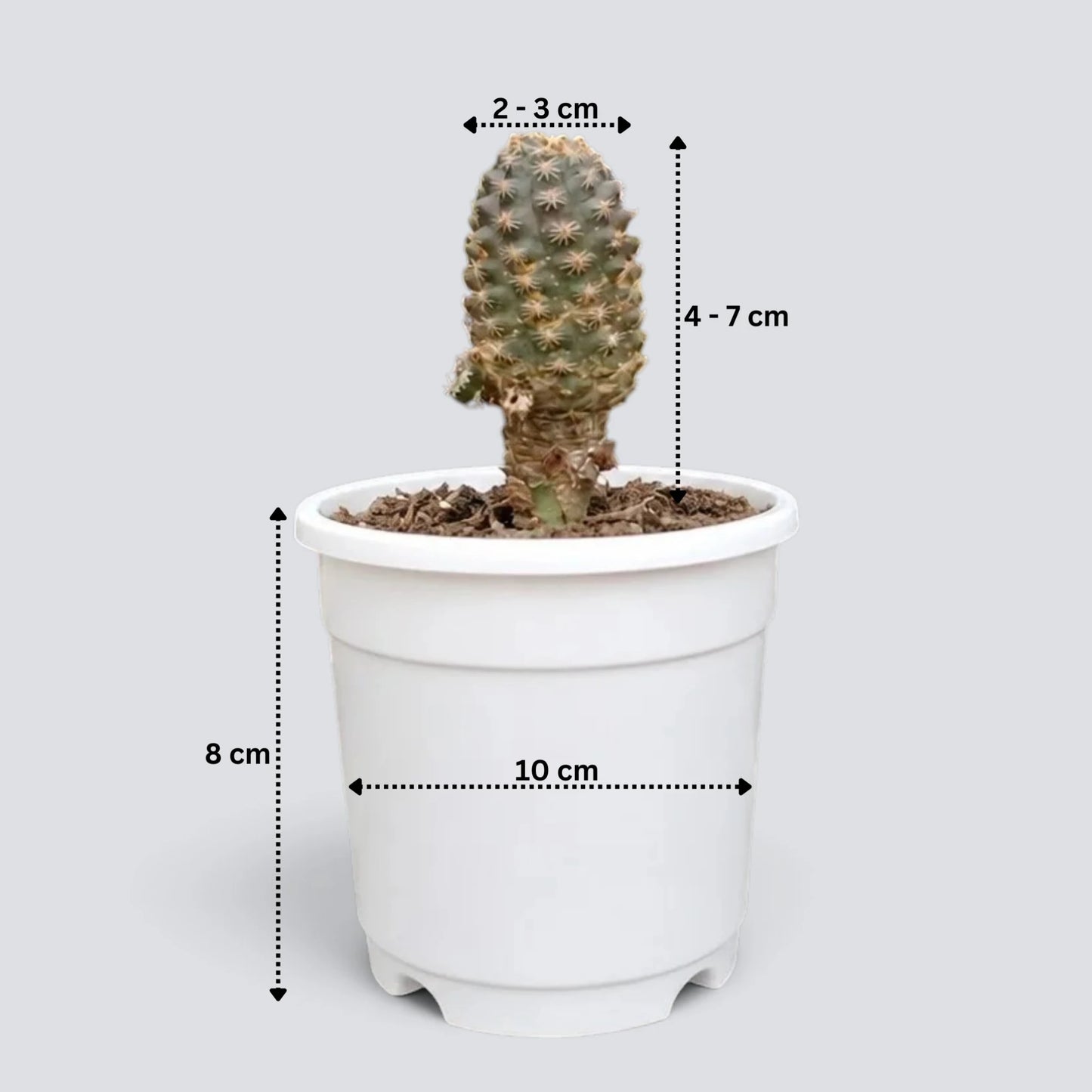 Buy Rebutia gracilispina Online India