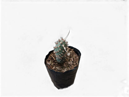 Buy Tephrocactus Strobiliformis Paper Spines Unique Cactus at Lowest Price at Frek - My Store