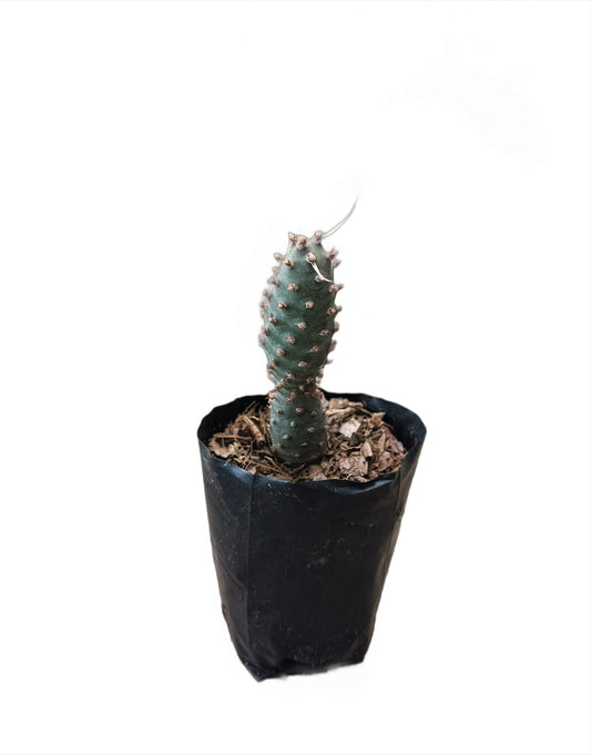 Buy Tephrocactus Strobiliformis Paper Spines Unique Cactus at Lowest Price at Frek – Bare-Rooted