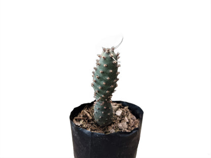 Buy Tephrocactus Strobiliformis Paper Spines Unique Cactus at Lowest Price at Frek - My Store