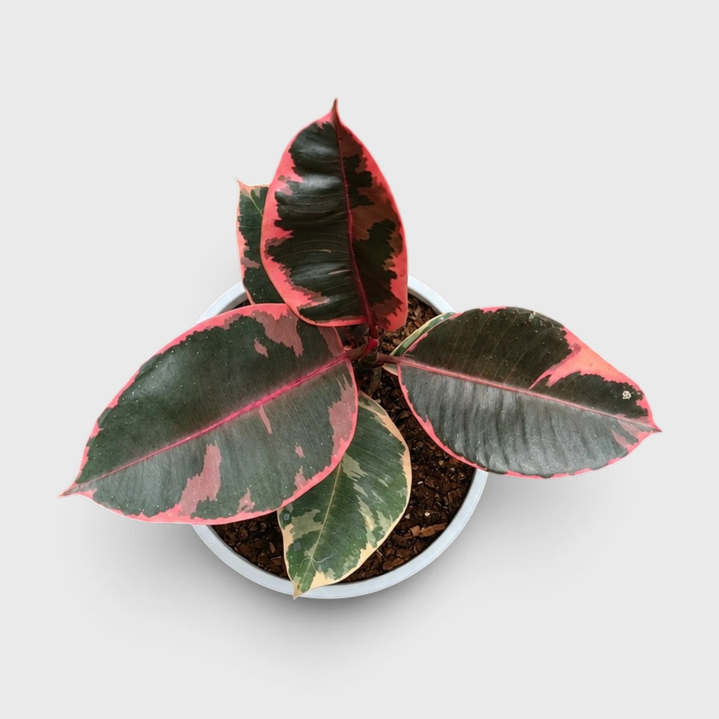 Variegated Rubber Plant (Ficus elastica 'Tineke' / 'Ruby') | Mature Indoor Live Plant