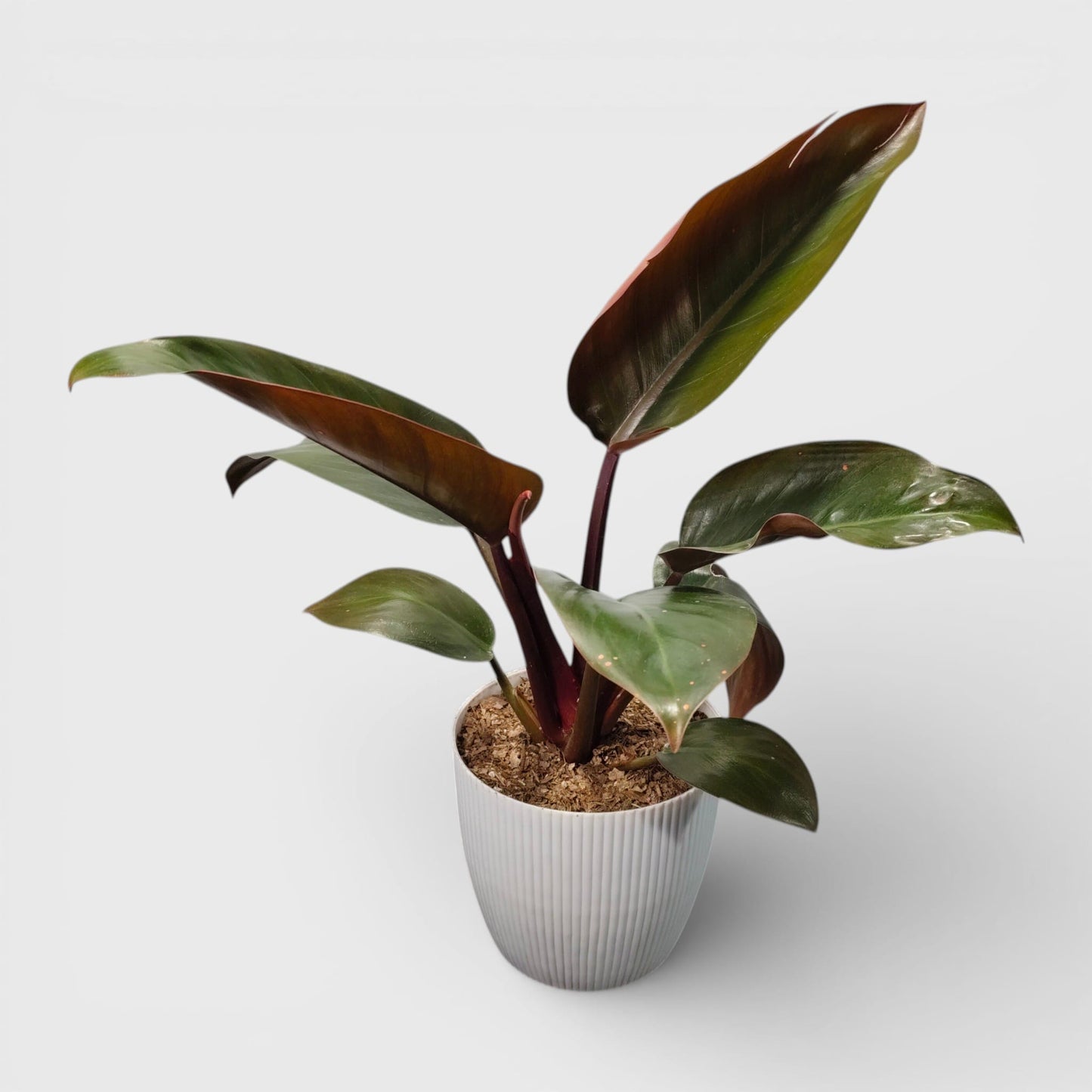 Philodendron Red Congo – Bold Red Foliage | Easy Care Indoor Plant | Rare Home Decor Plants | Air Purifying Plants
