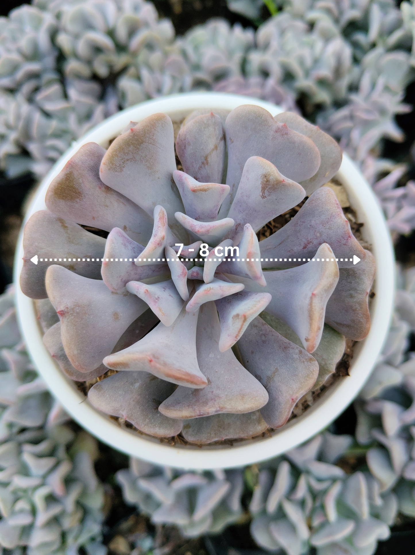 Echeveria Cubic Frost | Bare-Rooted