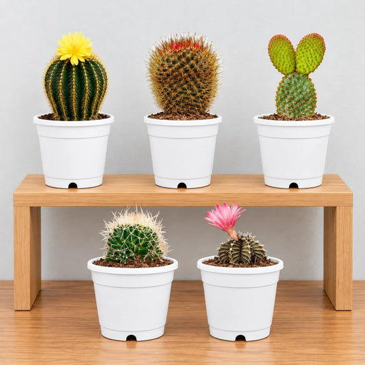 Cacti Combo Set – 5 Different Flowering Cactus Varieties