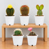 Cacti Combo Set – 5 Different Flowering Cactus Varieties