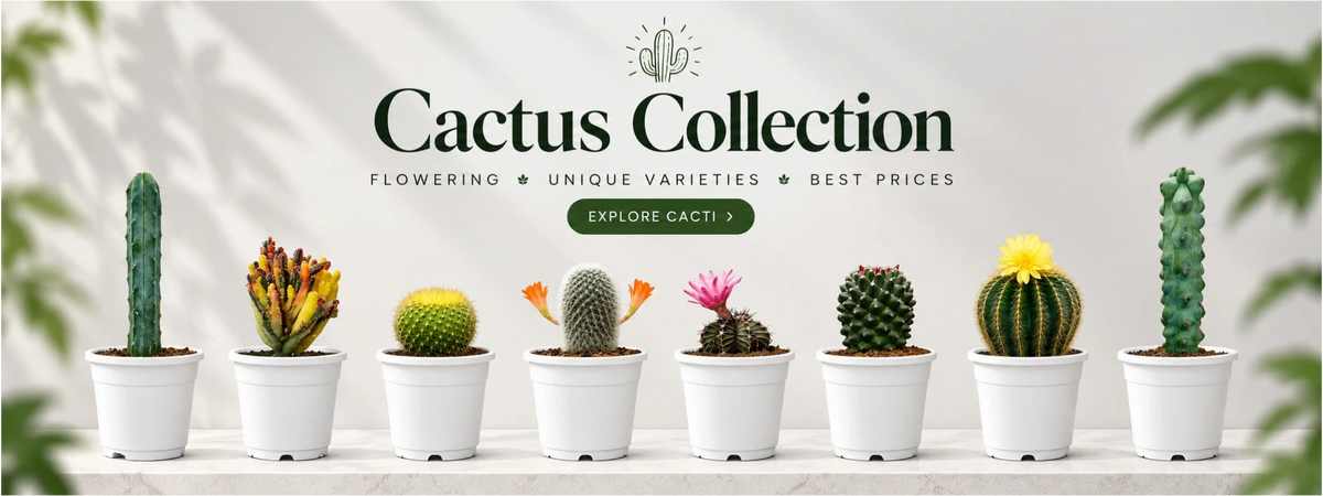 Cactus collection at Frek featuring flowering cacti, unique cactus varieties and affordable cactus plants