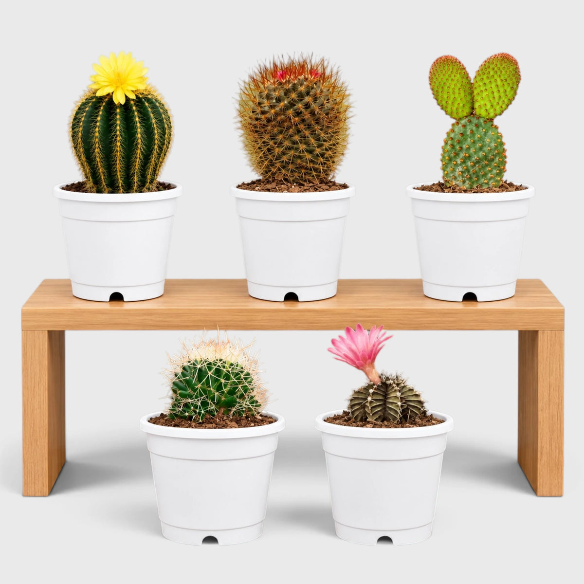 cactus collection set of 5 varieties