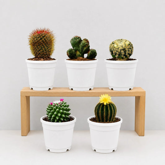 5 Different Flowering Cactus Combo | Mature Well-Rooted Cactus Collection