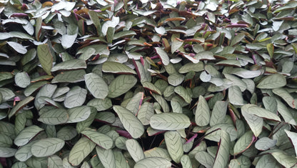 "Calathea Ctenanthe Burle Marxii: Elegant Air - Purifying Wishbone Prayer Plant" - My Store