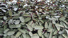 Goeppertia Burle-Marxii (Calathea Burle Marxii) – Fishbone/Wishbone Prayer Plant – Bare-Rooted