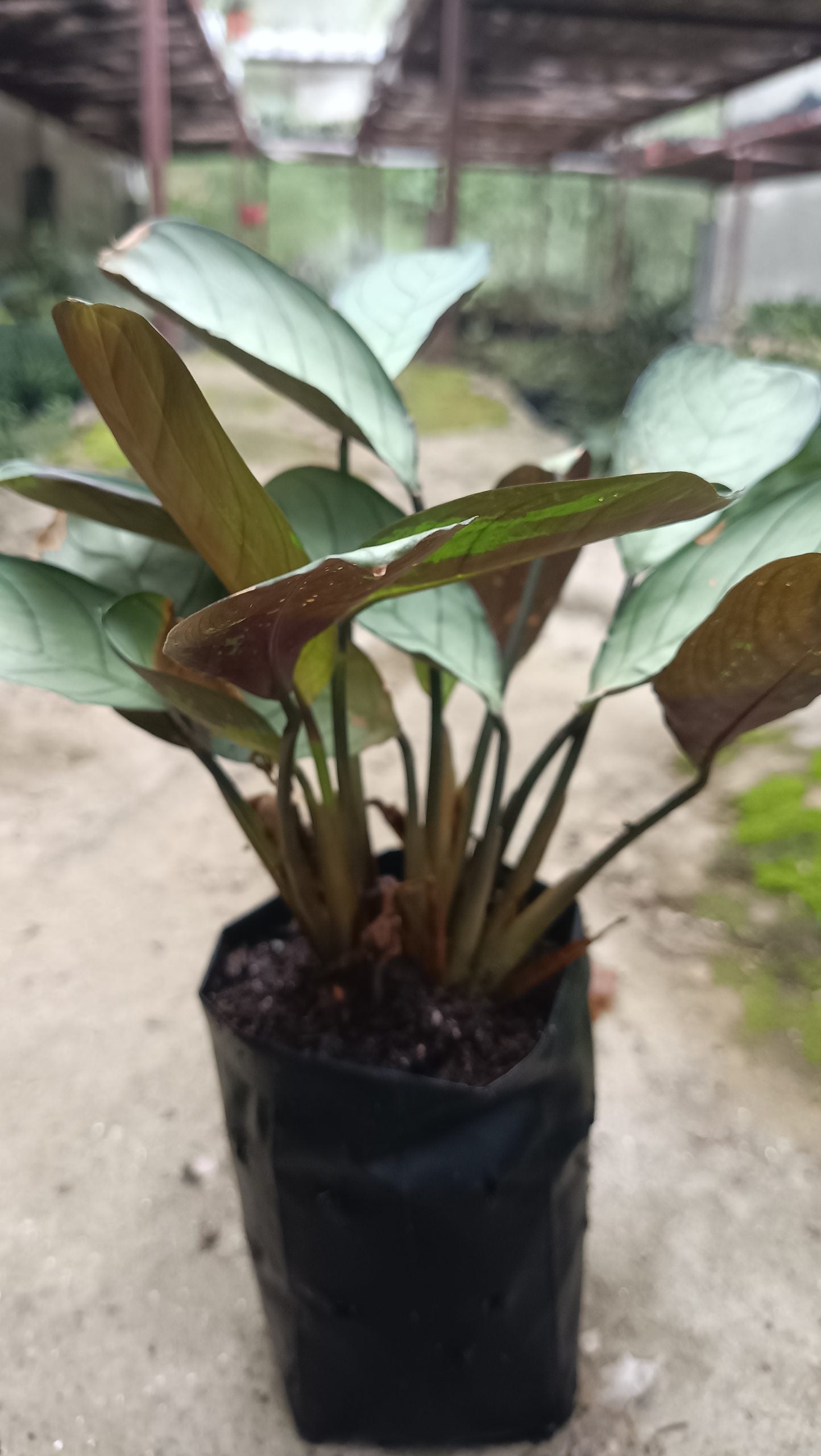 "Calathea Ctenanthe Burle Marxii: Elegant Air - Purifying Wishbone Prayer Plant" - My Store