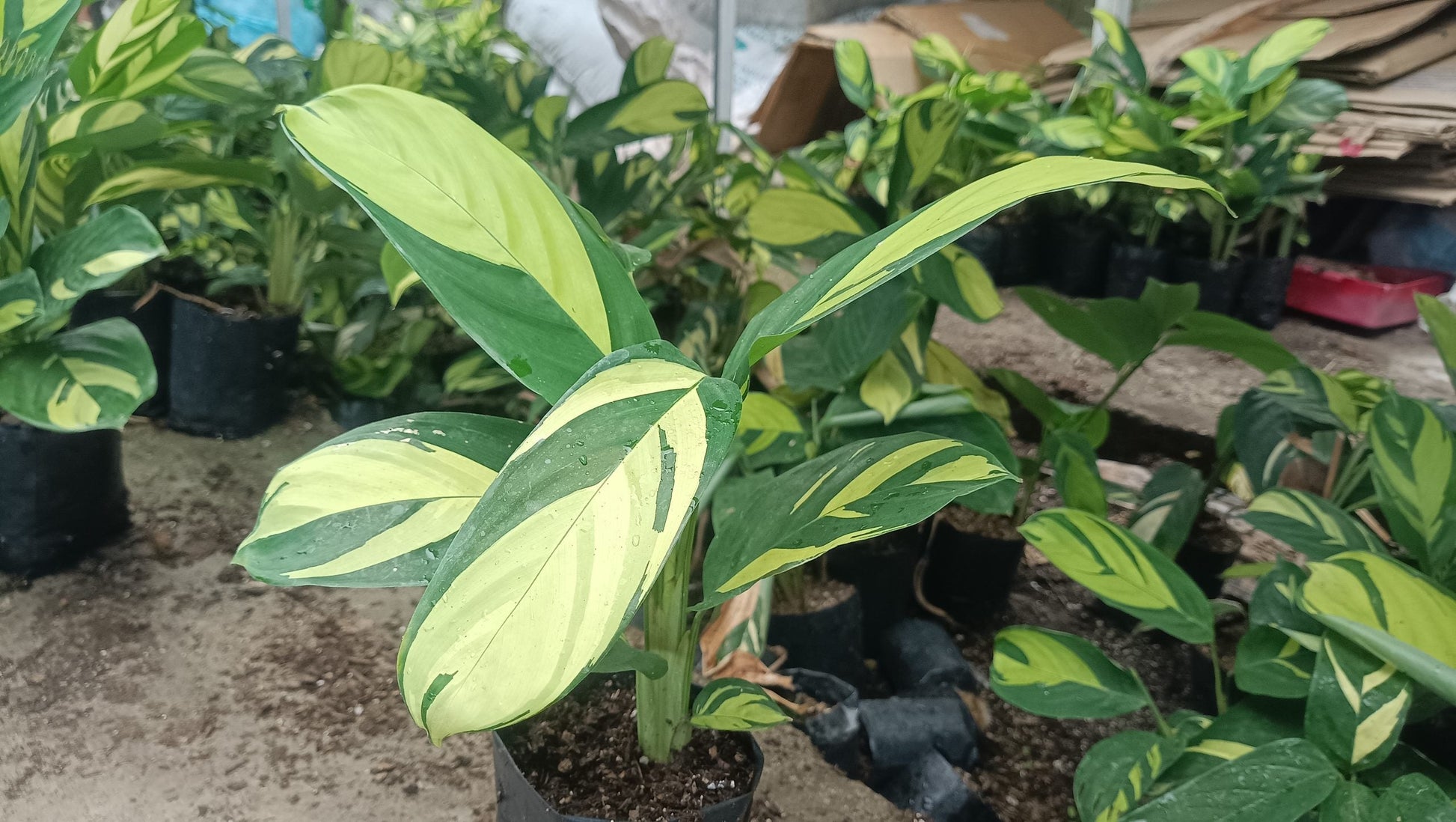 Calathea Golden Mosaic (Ctenanthe lubbersiana 'Golden Mosaic') – Lush, Vibrant Foliage for Homes and Offices - My Store