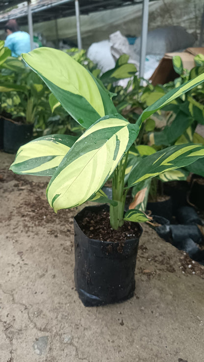 Calathea Golden Mosaic (Ctenanthe lubbersiana 'Golden Mosaic') – Lush, Vibrant Foliage for Homes and Offices - My Store