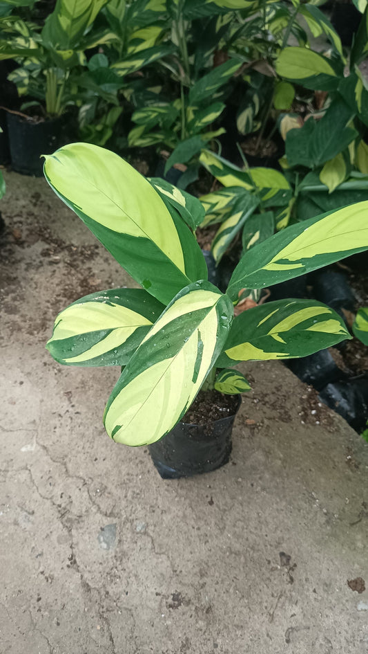 Calathea Golden Mosaic (Ctenanthe lubbersiana 'Golden Mosaic') – Lush, Vibrant Foliage for Homes and Offices - My Store