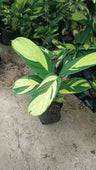 Ctenanthe Lubbersiana (Golden Mosaic Plant) – Never Never Plant – Lush, Vibrant Foliage for Homes and Offices – Bare-Rooted