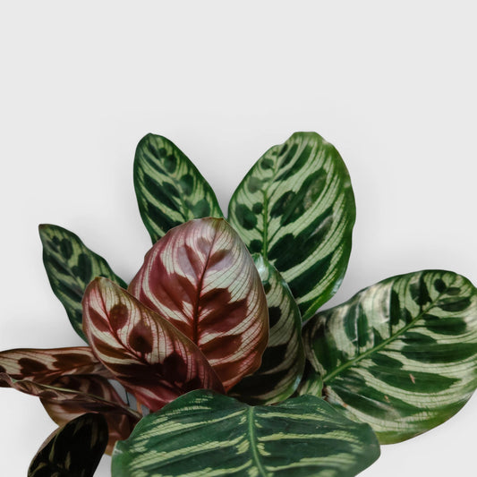 Peacock Plant – Calathea Makoyana (Cathedral Windows Plant) - Live Plant