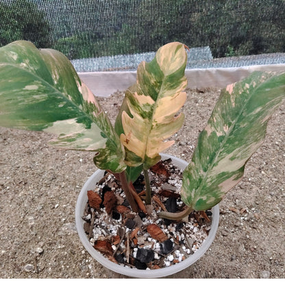 Philodendron Caramel Marble Variegated – Mature Size (6–10 Inches) Rare Collector Plant