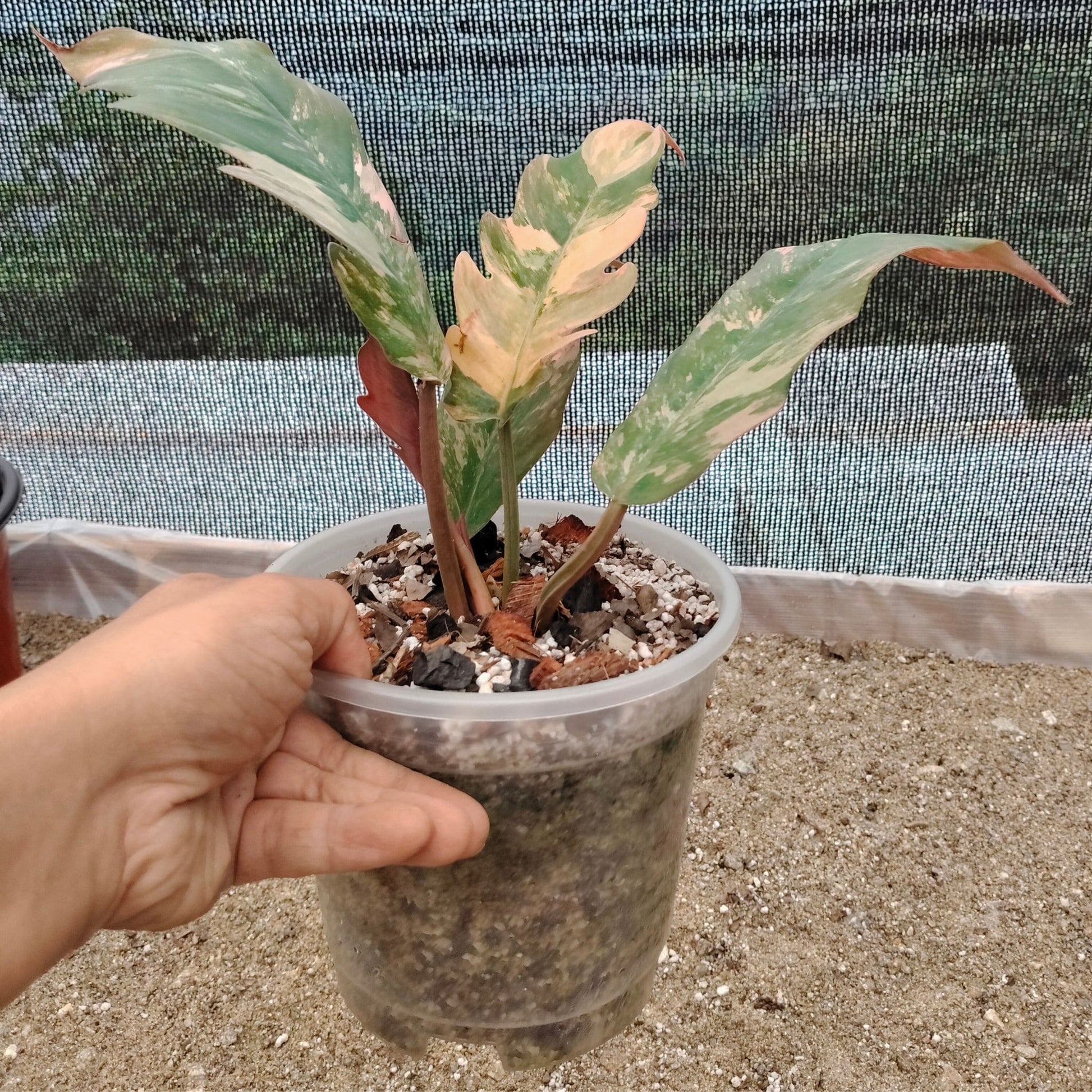 Philodendron Caramel Marble Variegated – Mature Size (6–10 Inches) Rare Collector Plant