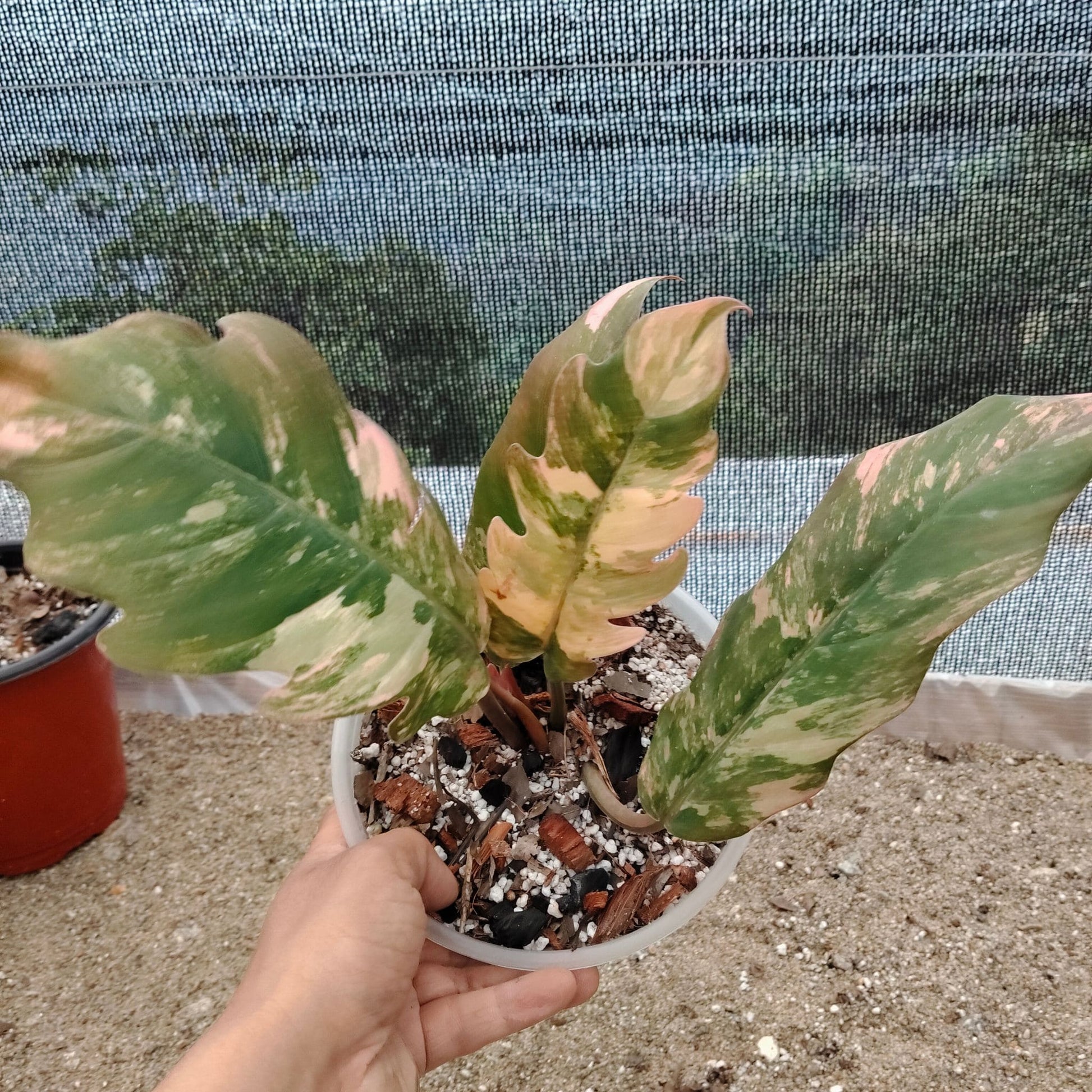 Philodendron Caramel Marble Variegated – Mature Size (6–10 Inches) Rare Collector Plant