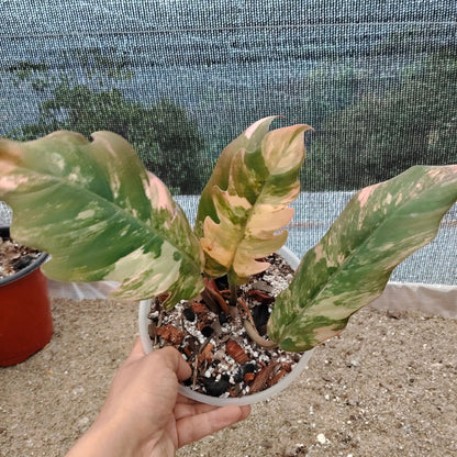 Philodendron Caramel Marble Variegated – Mature Size (6–10 Inches) Rare Collector Plant