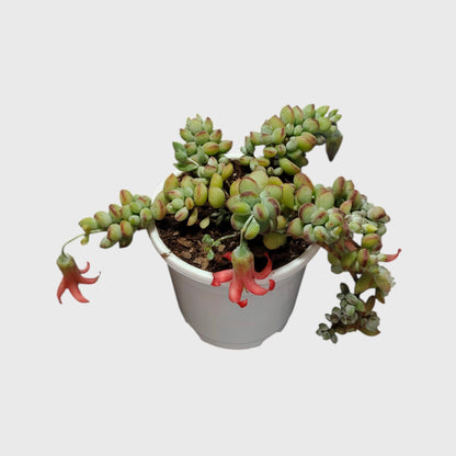 Cliff Cotyledon (Cotyledon Pendens) – Rare Trailing Succulent | Hanging Indoor Plant | Bare Rooted