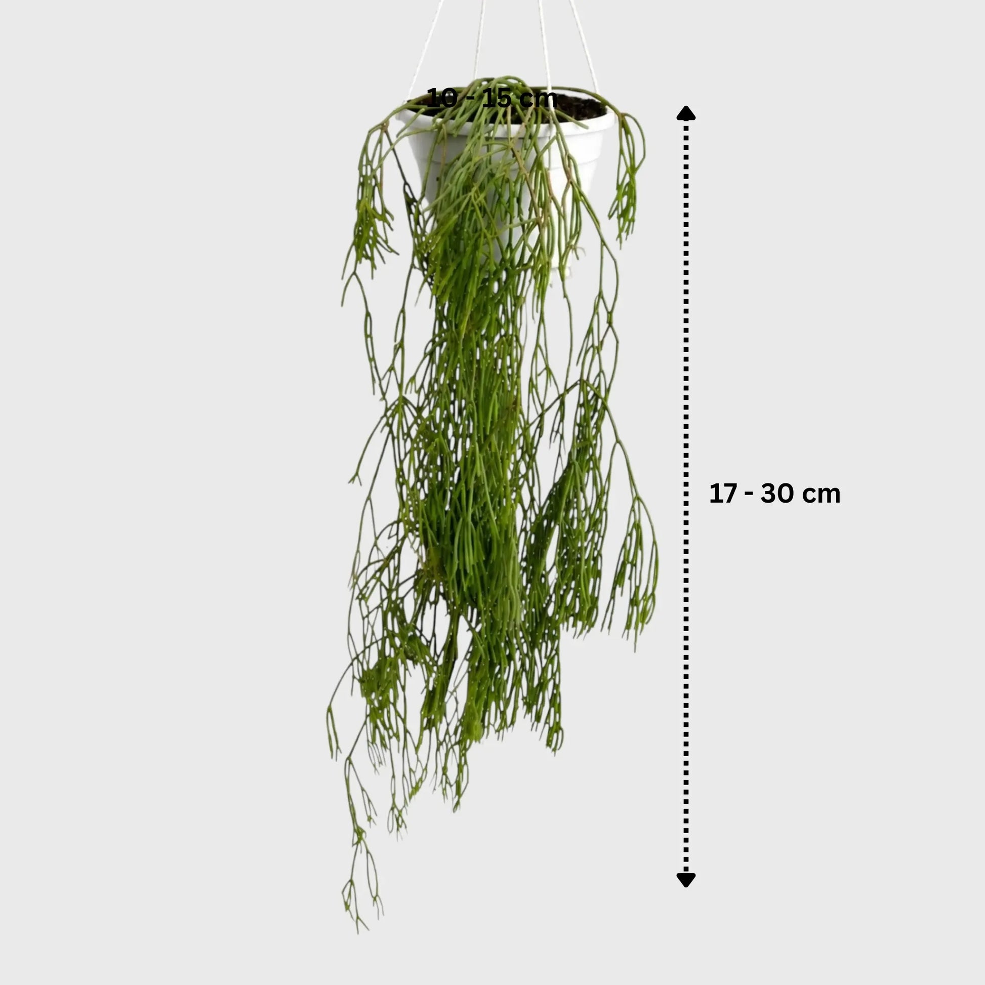 Mistletoe Cactus (Rhipsalis baccifera) | Well Rooted Mature Hanging Succulent Plant