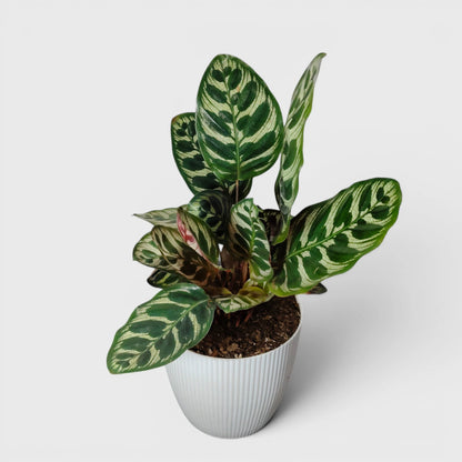 Peacock Plant – Calathea Makoyana (Cathedral Windows Plant) - Live Plant