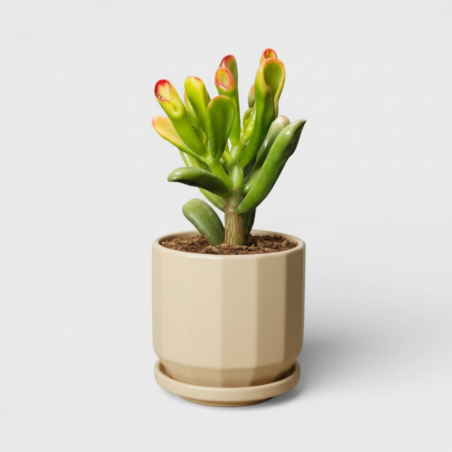 Beige Ceramic Planter Pot 4 x 4 Inch – Faceted Round with Drainage Hole & Saucer
