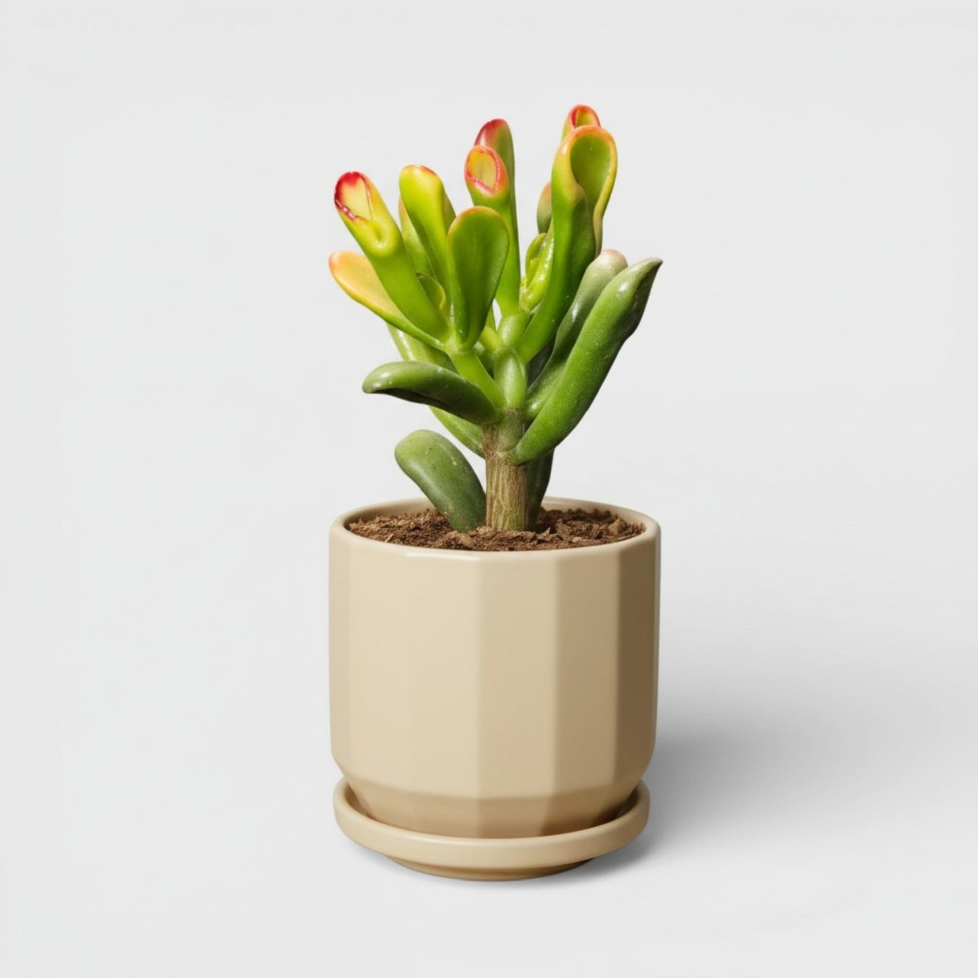 Beige Ceramic Planter Pot 4 x 4 Inch – Faceted Round with Drainage Hole & Saucer