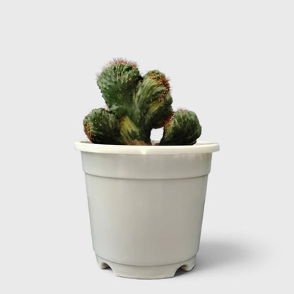 Cereus Forbesii Ming Thing Variegated Live Cactus