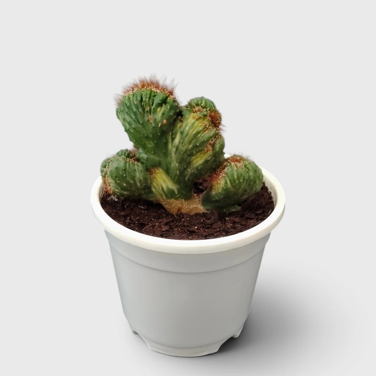 Cereus Forbesii Variegated Live Plant