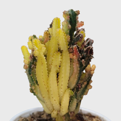 Fairy Castle Variegated Cactus | Rare Variegated Live Cactus