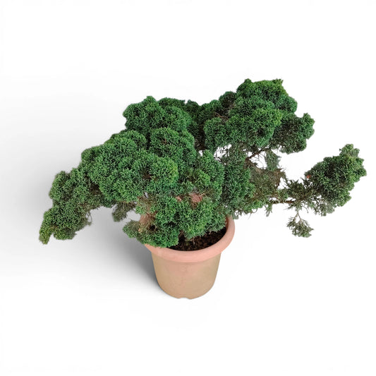 Chinese Pine Dwarf Big Size 6–7 Years Old – Bonsai Style Outdoor Vastu Plant