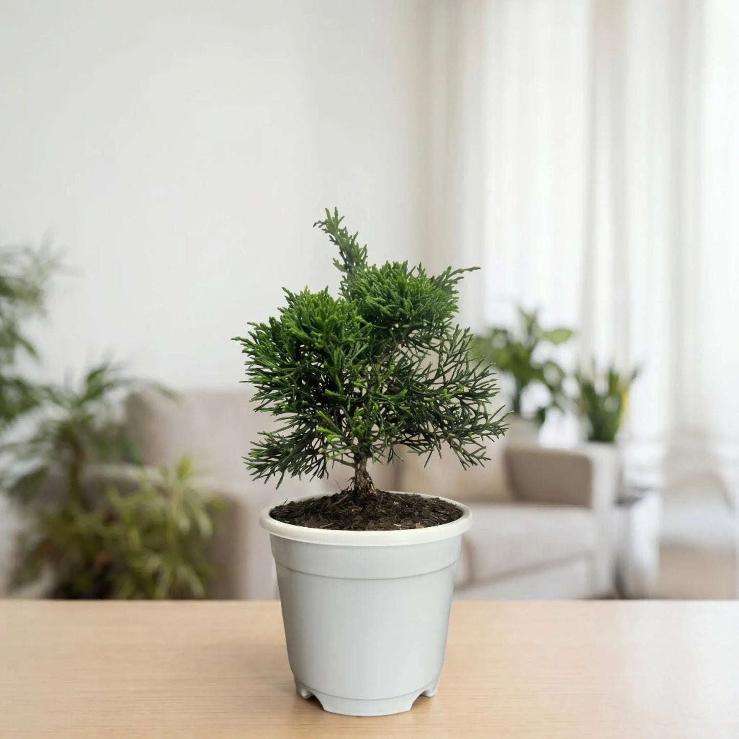 Chinese Pine Dwarf – Mini Bonsai Style Indoor Conifer Plant (13–17 CM)