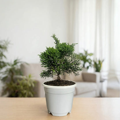 Chinese Pine Dwarf – Mini Bonsai Style Indoor Conifer Plant (13–17 CM)