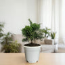 Chinese Pine Dwarf – Mini Bonsai Style Indoor Conifer Plant (13–17 CM)