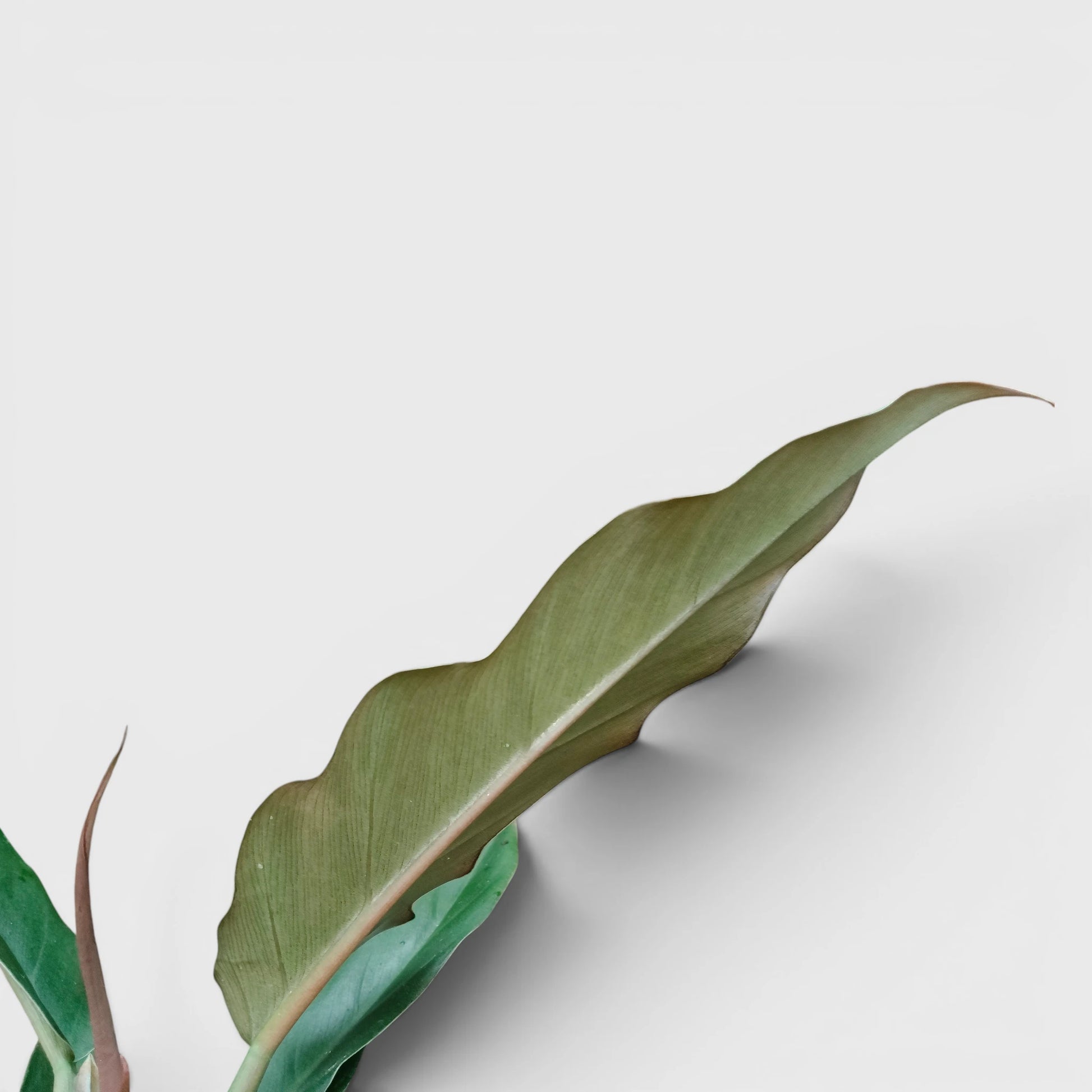 Philodendron Pluto (Choco Empress) | Rare Indoor Foliage Live Plant