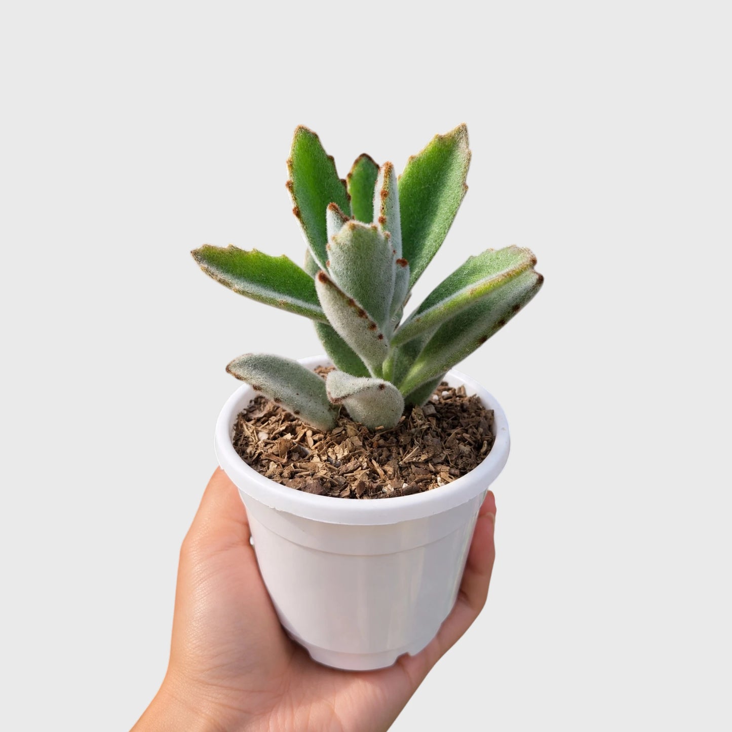 Chocolate Soldier succulent for home decor