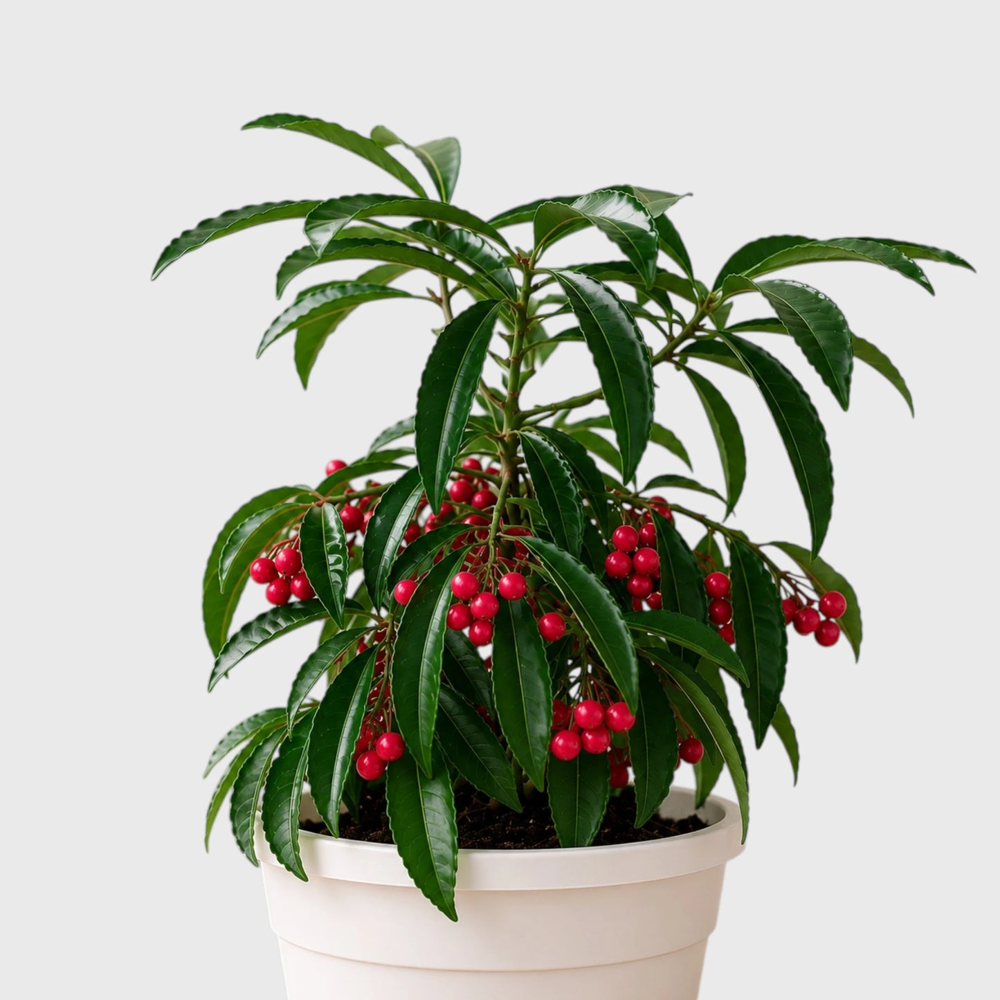 Ardisia Crenata with Red Berries
