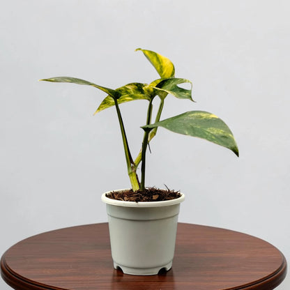 Rare Epipremnum Pinnatum Golden Flame (Cintho Goldfinger) | Medium Size Well Rooted Mature Indoor Plant