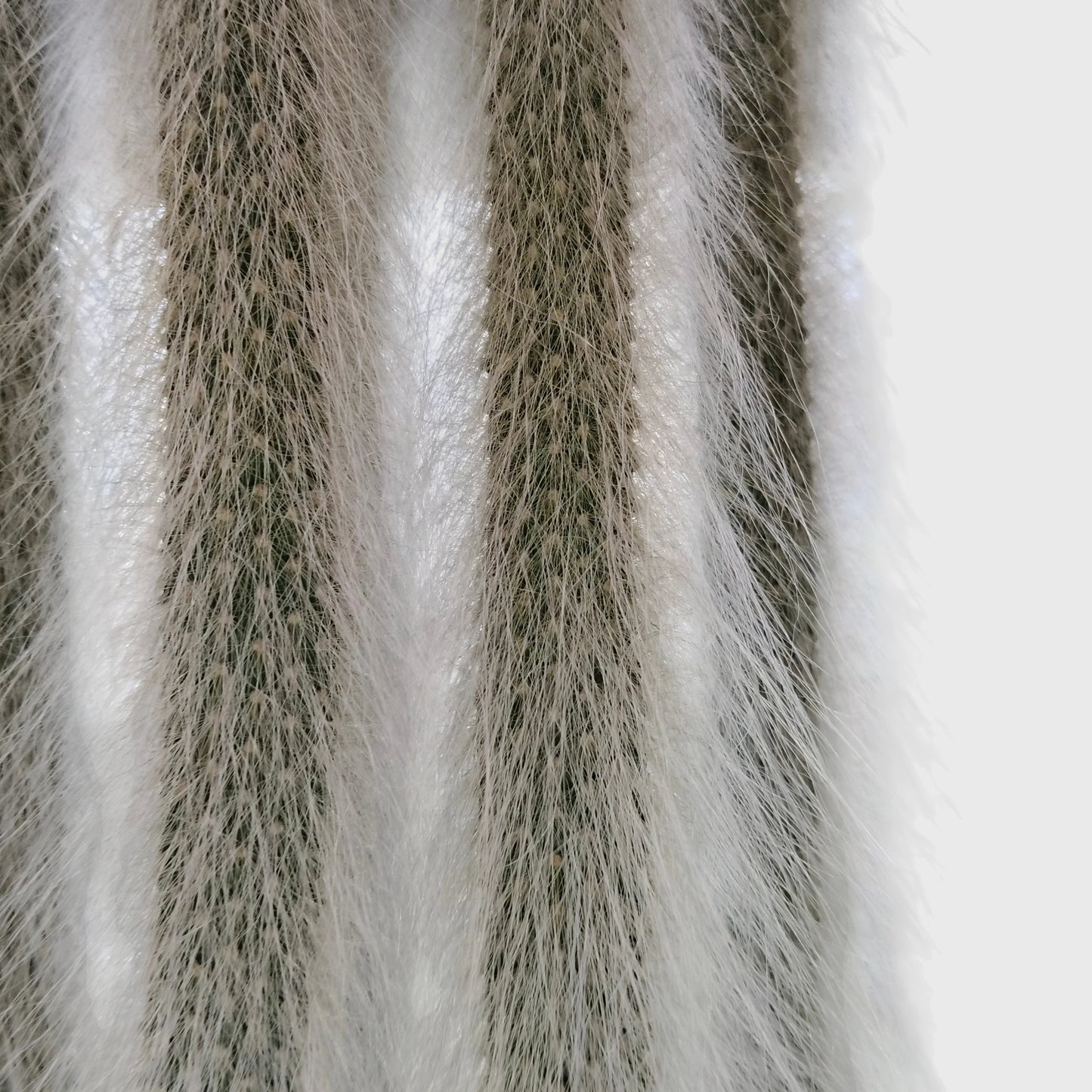 Cleistocactus colademononis Live Monkey's Tail Cactus