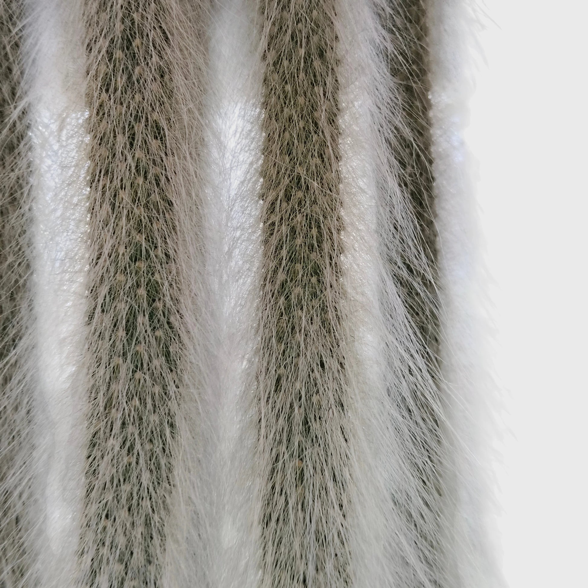 Cleistocactus colademononis Live Monkey's Tail Cactus