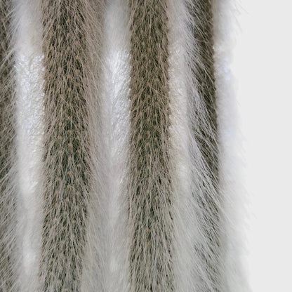 Cleistocactus colademononis Live Monkey's Tail Cactus