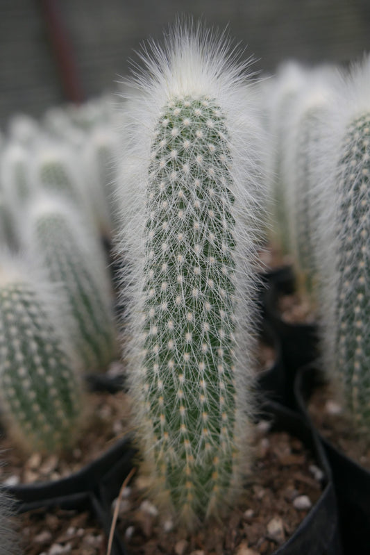 Cleistocactus Strausii (Silver Torch, Wooly Torch Cactus) Cactus - My Store