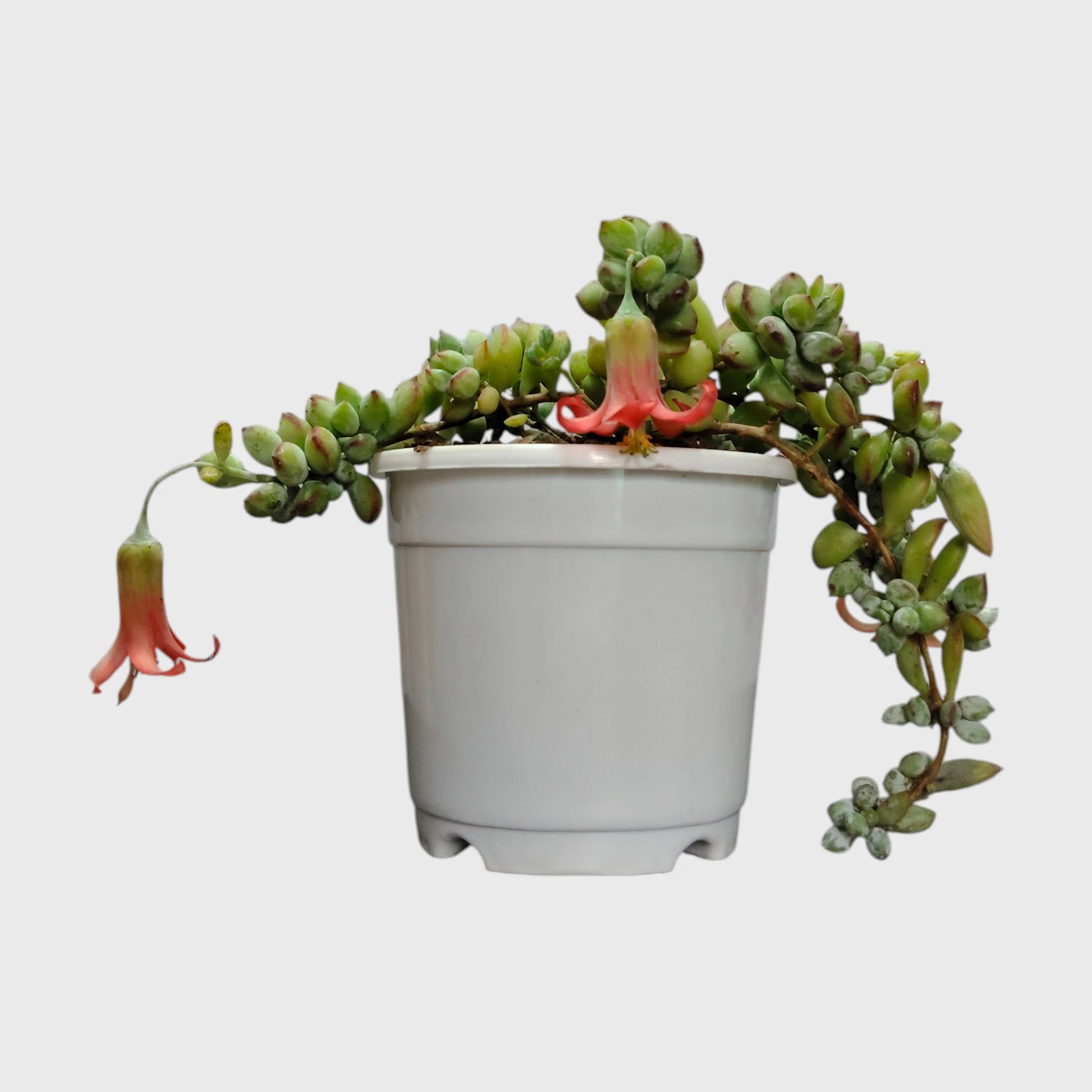 Cliff Cotyledon (Cotyledon Pendens) – Rare Trailing Succulent | Hanging Indoor Plant | Bare Rooted