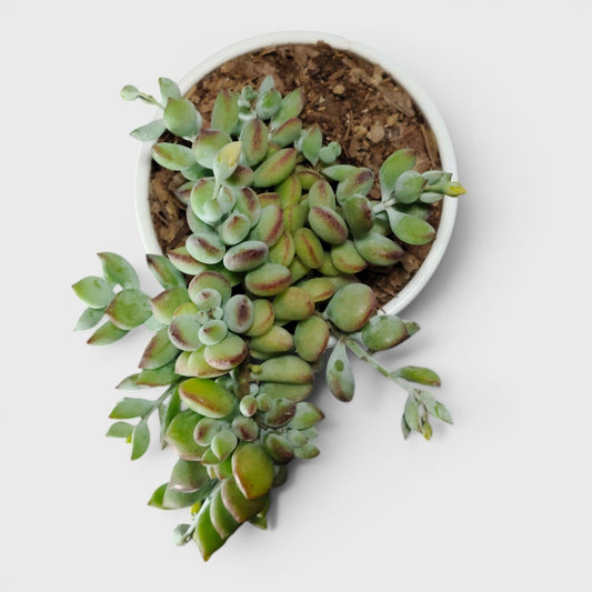 Cliff Cotyledon (Cotyledon Pendens) – Rare Trailing Succulent | Hanging Indoor Plant | Bare Rooted