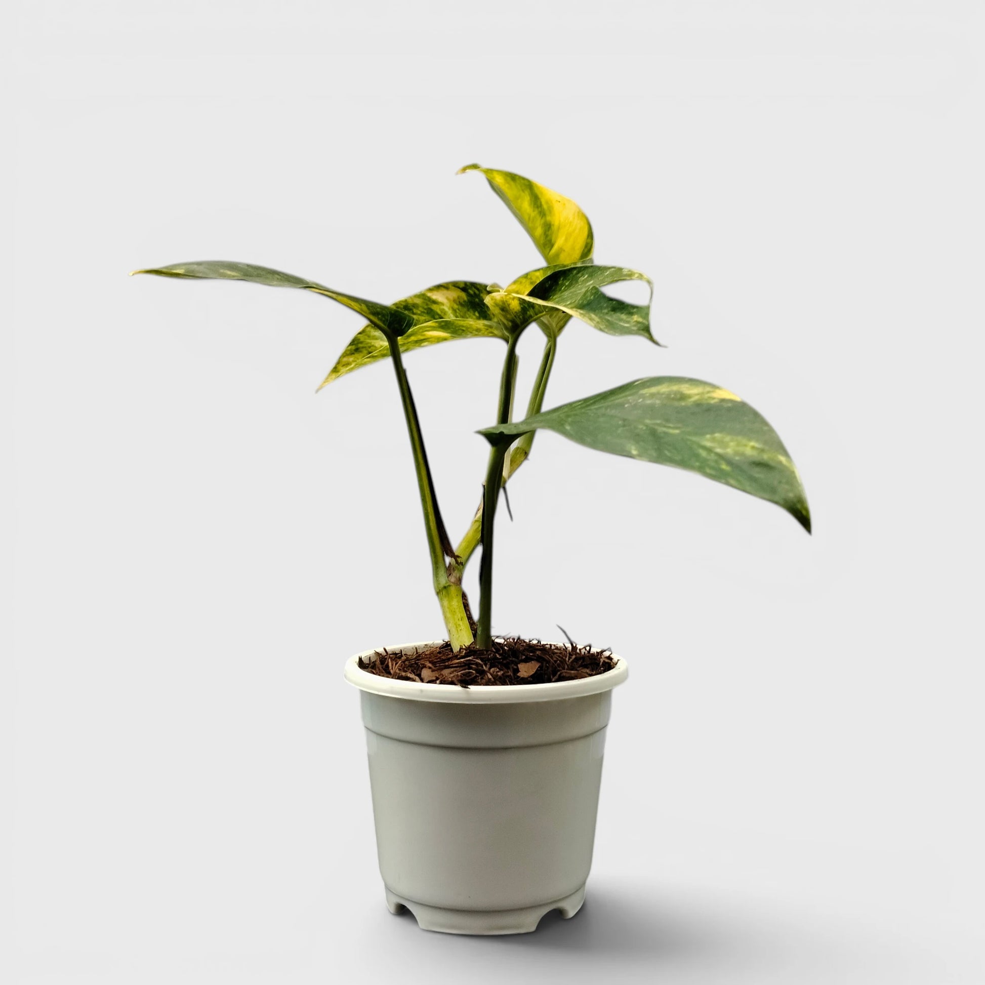 Rare Epipremnum Pinnatum Golden Flame (Cintho Goldfinger) | Medium Size Well Rooted Mature Indoor Plant