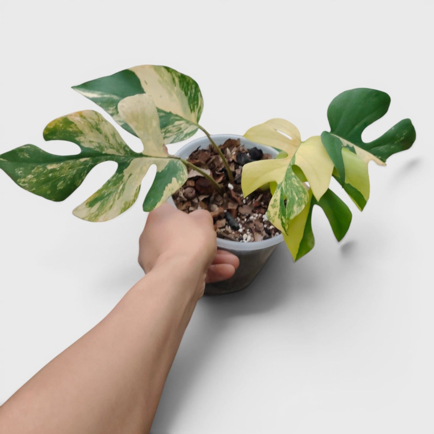 Mini Monstera Rhaphidophora Aurea Variegated (7–12 in) – Rare Collector Plant
